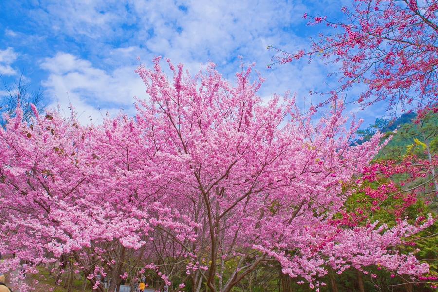 武陵農場櫻花盛開