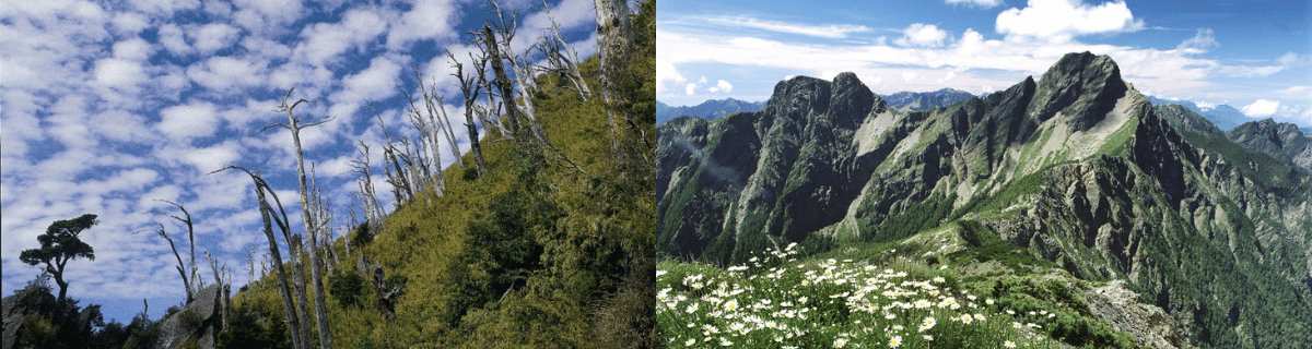 水里梅子夢工廠